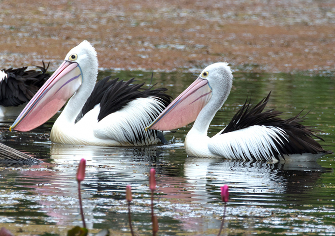 Territory Wildlife Park