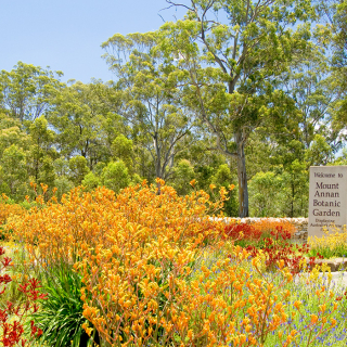 Australian Botanic Garden, Mount Annan