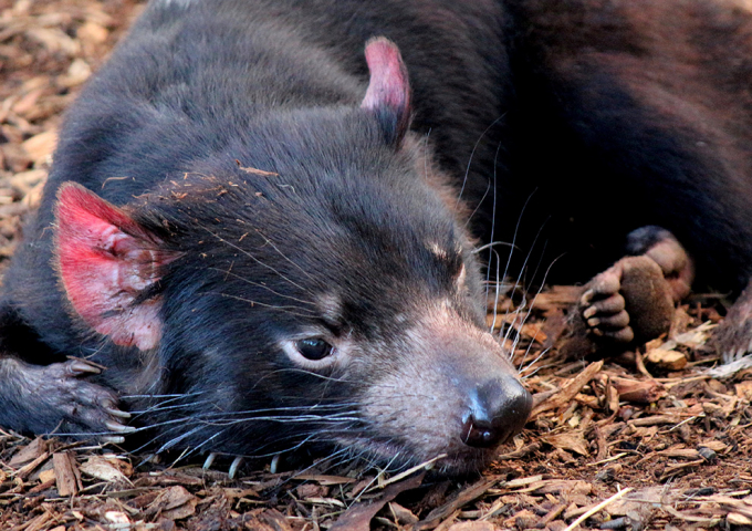 Bonorong Wildlife Sanctuary