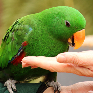 Healesville Sanctuary