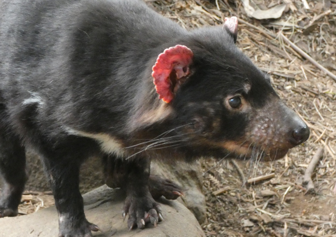 Tasmanian Devil Unzoo