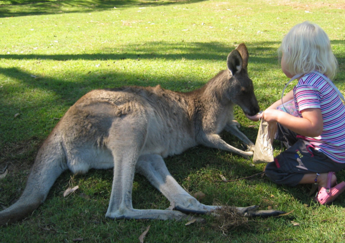 Lone Pine Koala Sanctuary