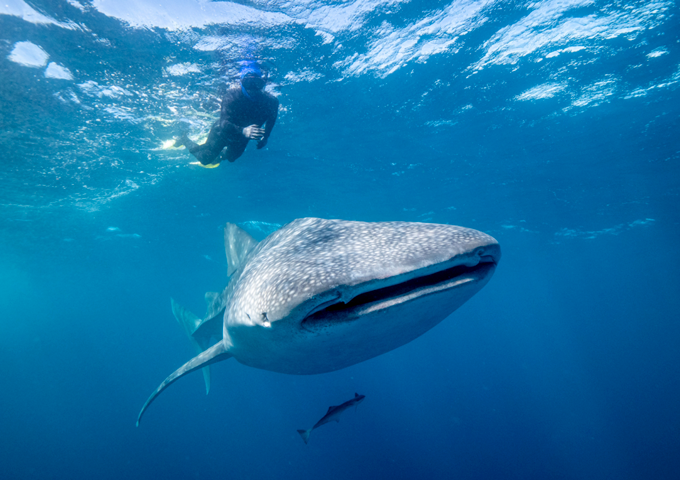 Dive Into Marine Science