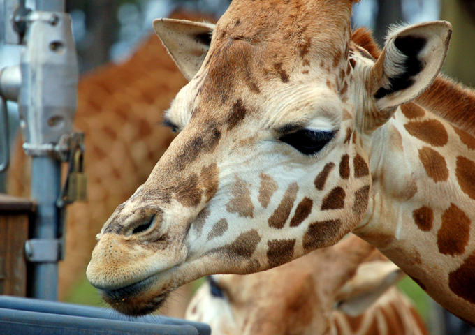 Taronga Western Plains Zoo