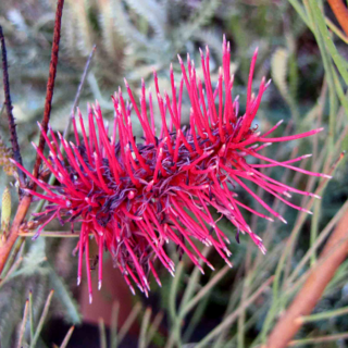 Australian National Botanic Garden